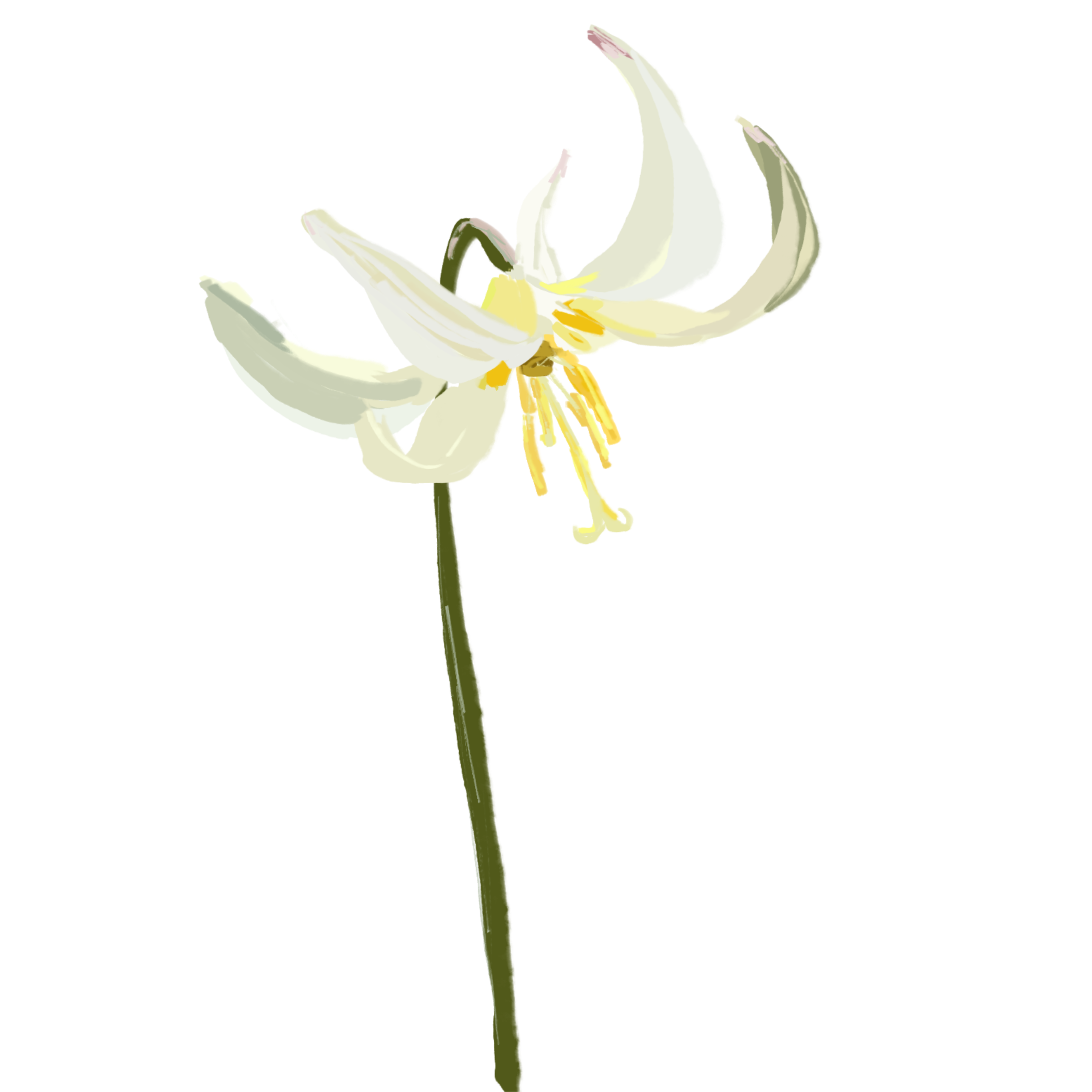 Fawn lily illustration