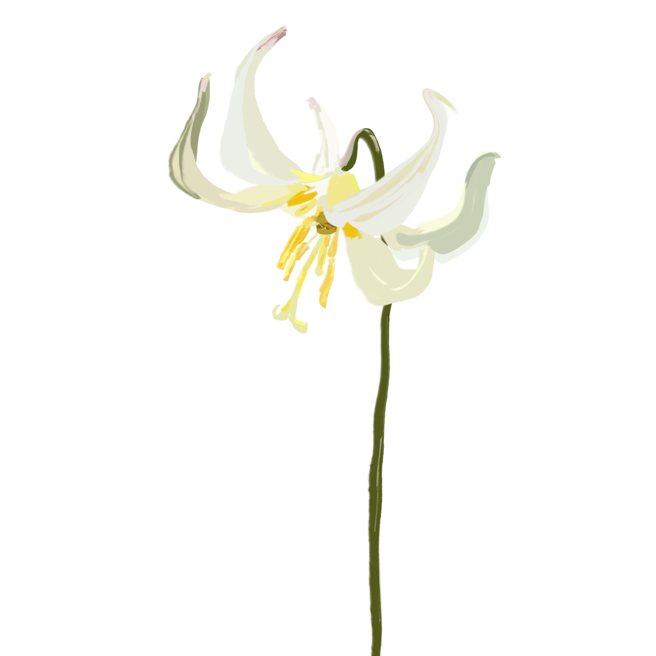 Fawn lily illustration