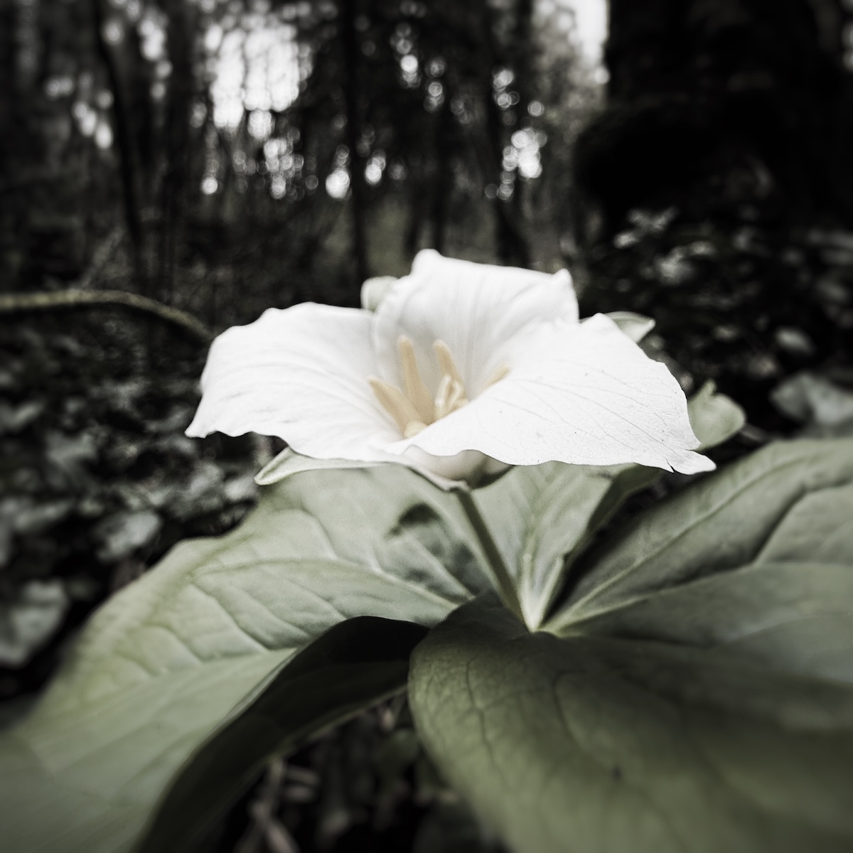 Desaturated trillium from the side in a forest.